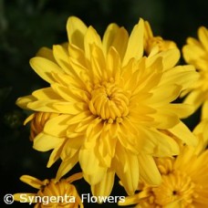 CHRYSANTHEMUM MAKAYLA YELLOW