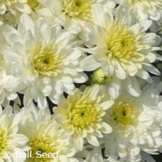 CHRYSANTHEMUM MOONGLOW