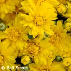 CHRYSANTHEMUM STELLAR YELLOW