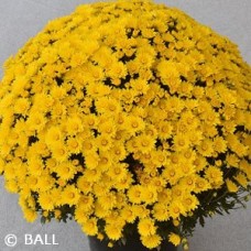 CHRYSANTHEMUM ZINGER YELLOW