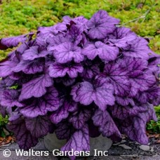 HEUCHERA WILD ROSE