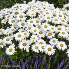 LEUCANTHEMUM DAISY MAY