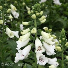 DIGITALIS PUR DALMATIAN WHITE