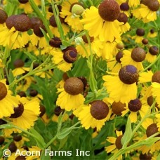 HELENIUM FLE TINY DANCER