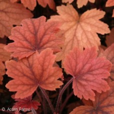 HEUCHERELLA SWEET TEA