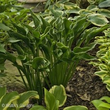 HOSTA PRAYING HANDS