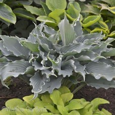 HOSTA WATERSLIDE