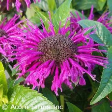 MONARDA ELECTRIC NEON PURPLE