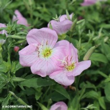 OENOTHERA SPECIOSA