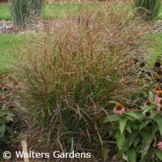 PANICUM RED FLAME