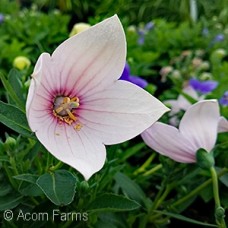 PLATYCODON ASTRA PINK