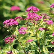 SPIRAEA JAP PAINTED LADY