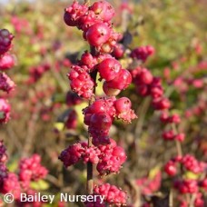 SYMPHORICARPOS CHE HANCOCK