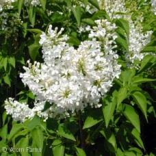 SYRINGA VUL ALBA