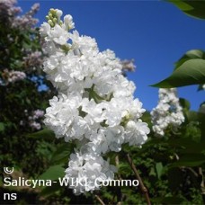 SYRINGA VUL MISS ELLEN WILMOTT