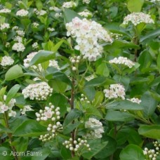 ARONIA MEL VIKING