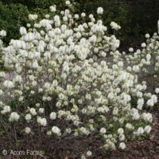 FOTHERGILLA MAJ BLUE SHADOW