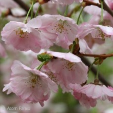 PRUNUS SUB ACCOLADE