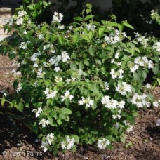 VIBURNUM PLI SUMMER SNOWFLAKE