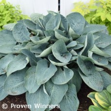 HOSTA ABOVE THE CLOUDS