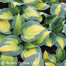 HOSTA FORBIDDEN FRUIT