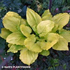 HOSTA SEASONS IN THE SUN