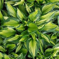 HOSTA WHIRLWIND