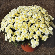 CHRYSANTHEMUM CHERYL FROSTY