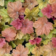 HEUCHERA SOUTHERN COMFORT