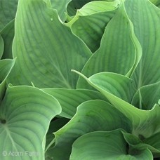 HOSTA BLUEBERRY MUFFIN