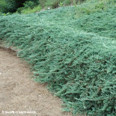 JUNIPERUS HOR BAR HARBOR