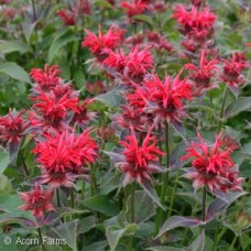 MONARDA GARDENVIEW SCARLET