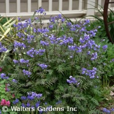 POLEMONIUM HEAVEN SCENT