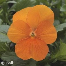 VIOLA ORANGE