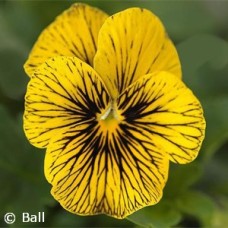 VIOLA SORBET TIGER EYE