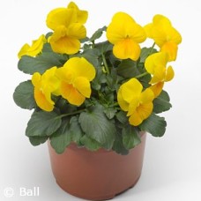 VIOLA YELLOW