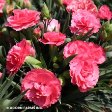 DIANTHUS CLASSIC CORAL