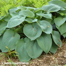 HOSTA BIG DADDY