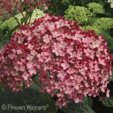 HYDRANGEA INVINCIBELLE RUBY