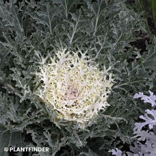 KALE PEACOCK WHITE