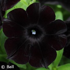 PETUNIA BLACK MAGIC