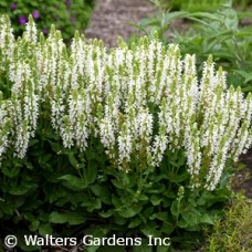 SALVIA NEM BUMBLESNOW