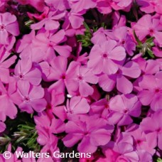 PHLOX SUB DRUMMONDS PINK