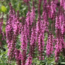 SALVIA NEM SENSATION DEEP ROSE