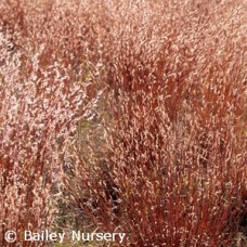 SCHIZACHYRIUM SCOPARIUM