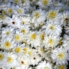 CHRYSANTHEMUM CELESTIAL