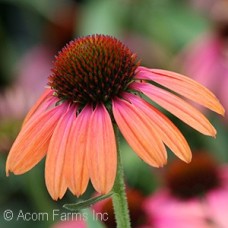 ECHINACEA RAINBOW MARCELLA