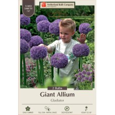 ALLIUM GLADIATOR