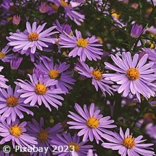 ASTER PURPLE