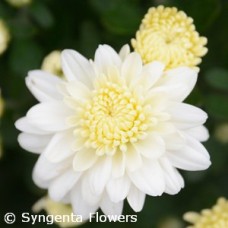 CHRYSANTHEMUM WILMA WHITE